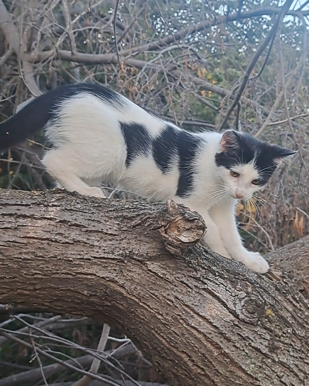 Little-Panda. Wood, Plant, Tree, Cat, Kitten