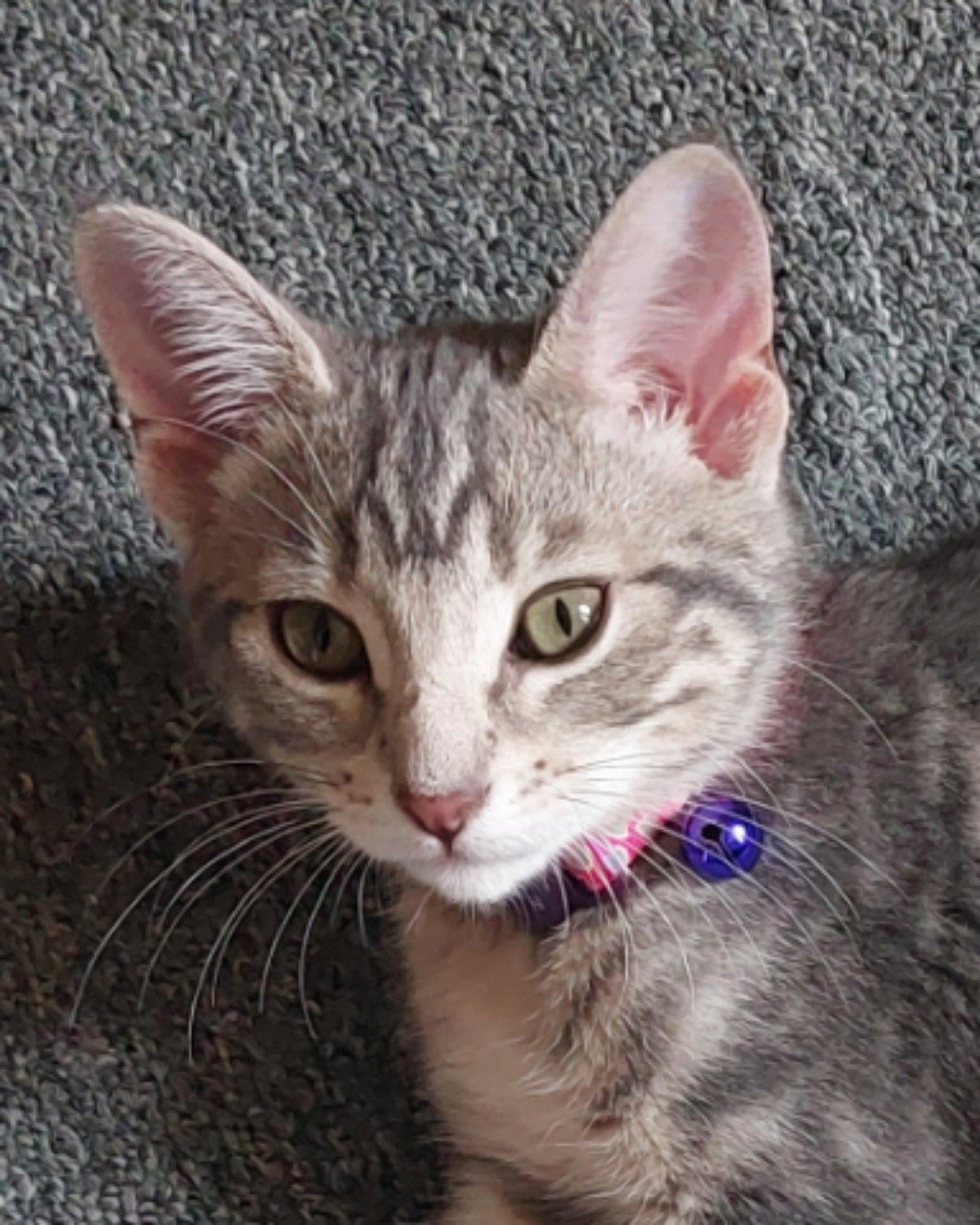 muffin the mutt. Cat, Abyssinian, Accessories