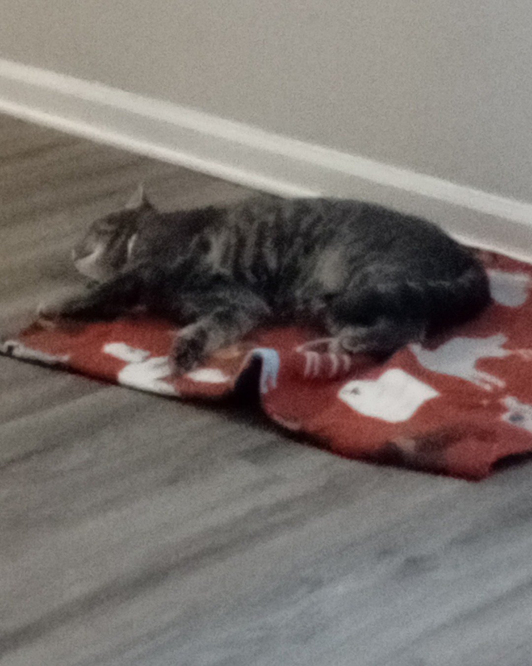 oreo the idk. Person, Sleeping, Cat, Kitten, Home Decor, Manx