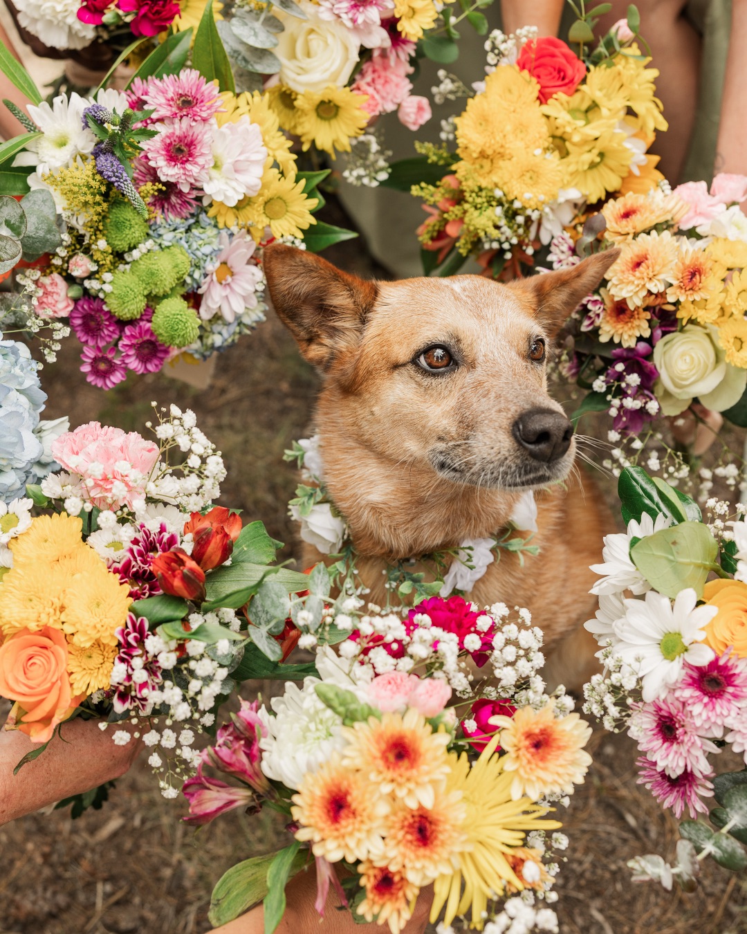 Breslin the Australian Cattle Dog — Flower, Flower Arrangement, Plant, Flower Bouquet, Petal, Daisy