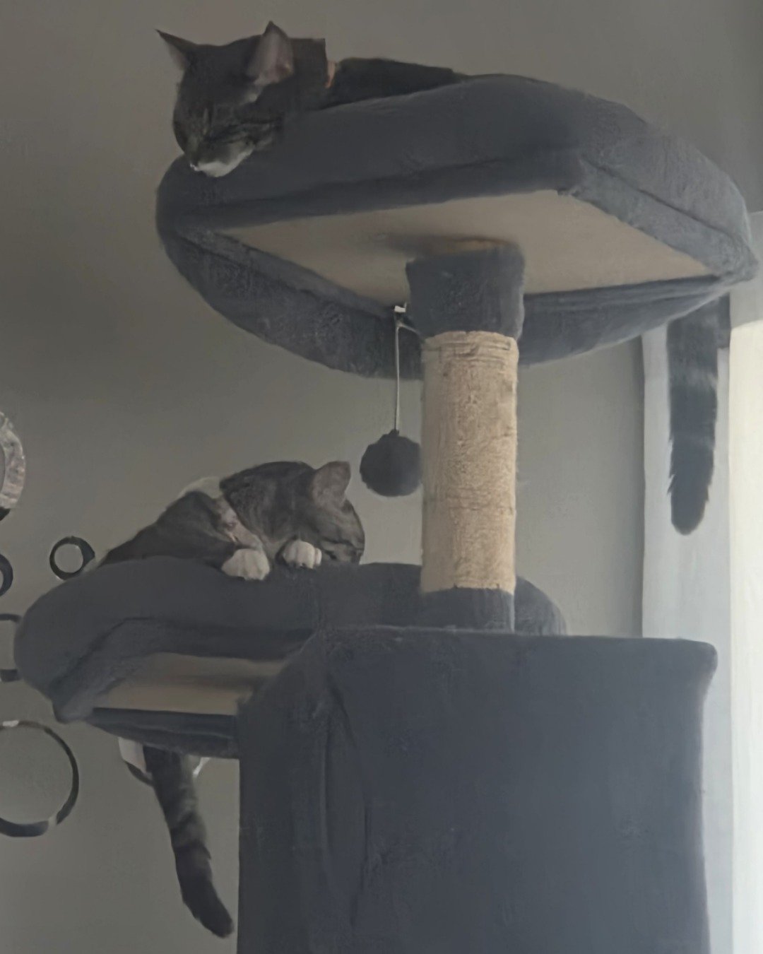 Kira the Tabby. Cat, Kitten