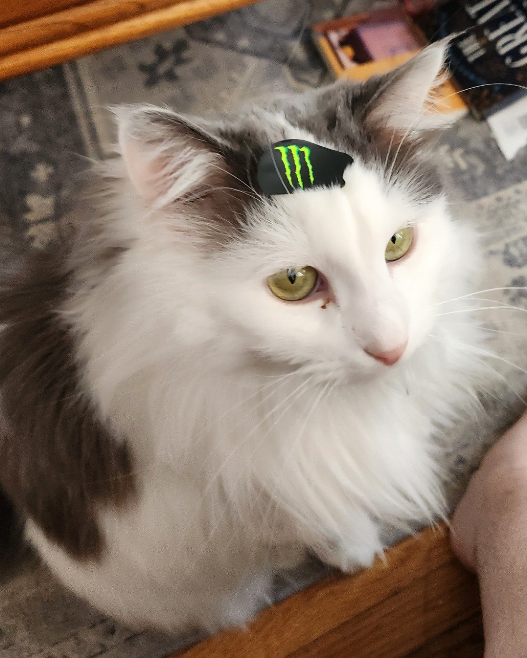 Twinkie the Maine Coon/Ragdoll. Angora, Cat, Wood, Kitten