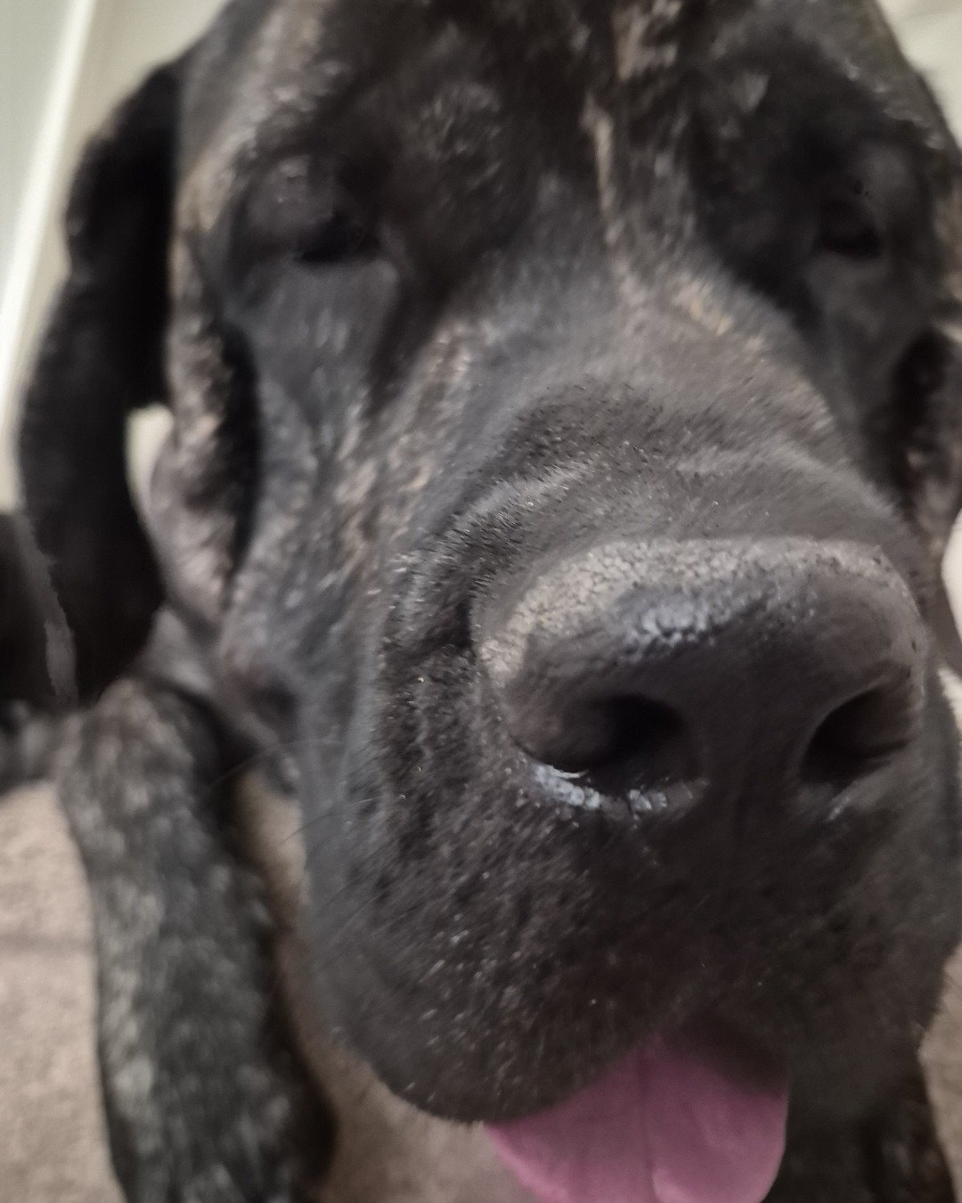 Charlie🧡💛 the English mastiff. Dog, Great Dane