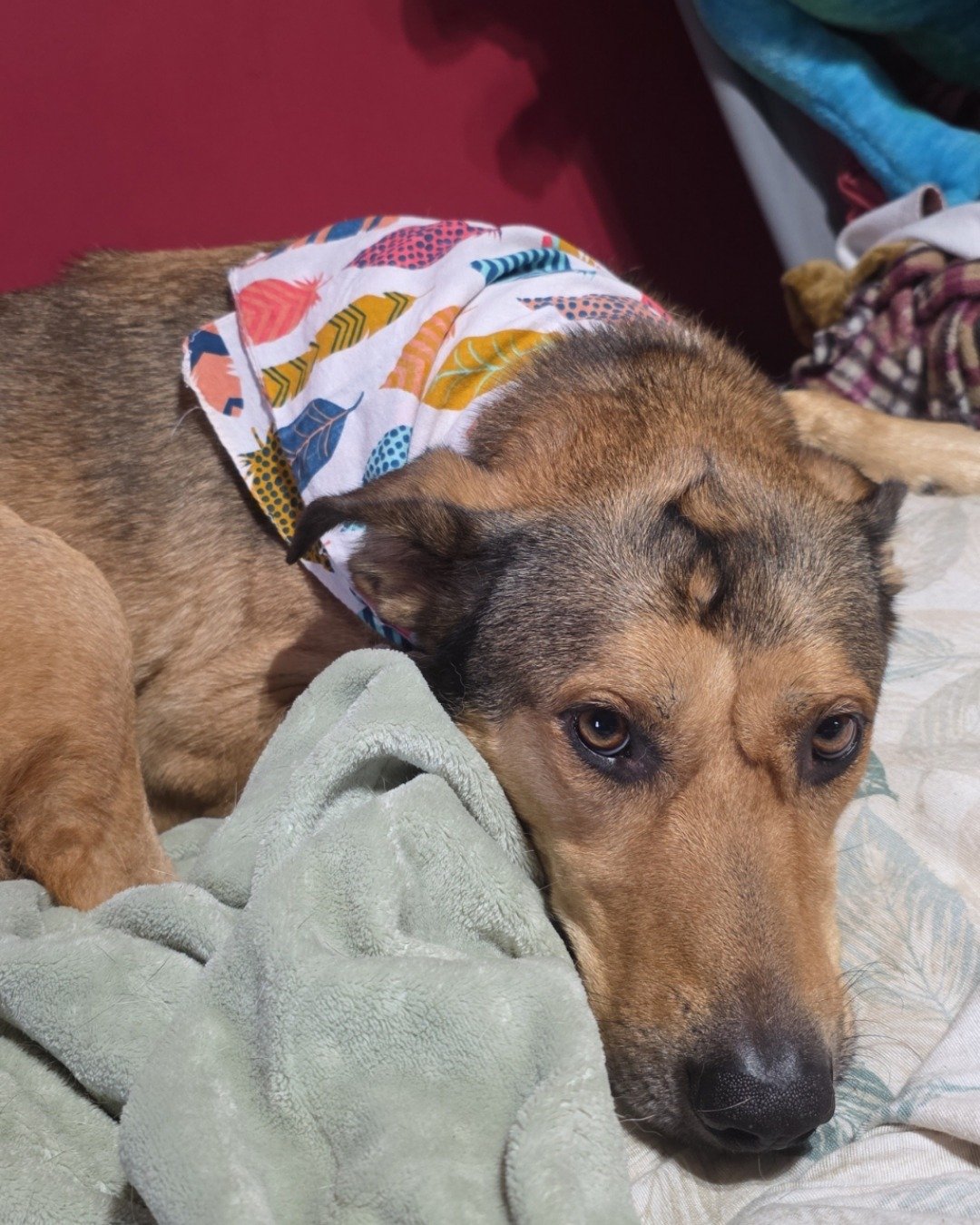 Bosco Stix the Super Mutt. Dog, Hound, Blanket
