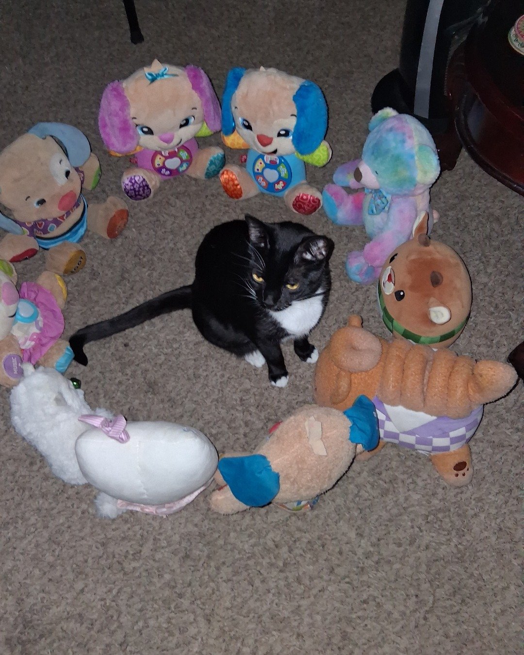 Angel the Tuxedo. Plush, Toy, Cat