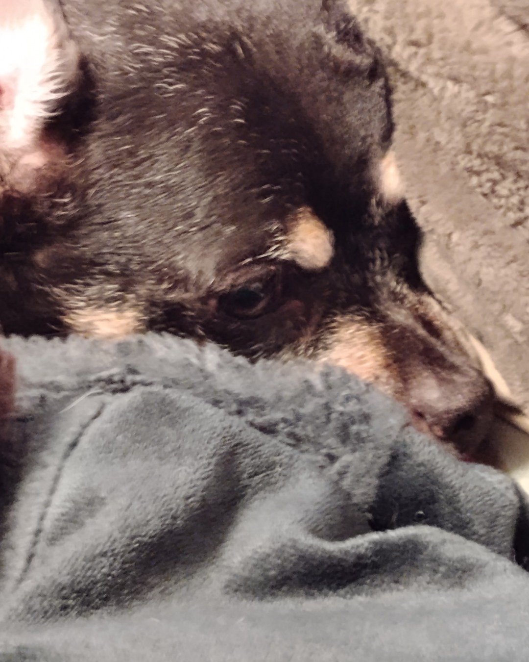 paco the wiener dog. Dog, Puppy, Bear, Pig, Blanket, Chihuahua