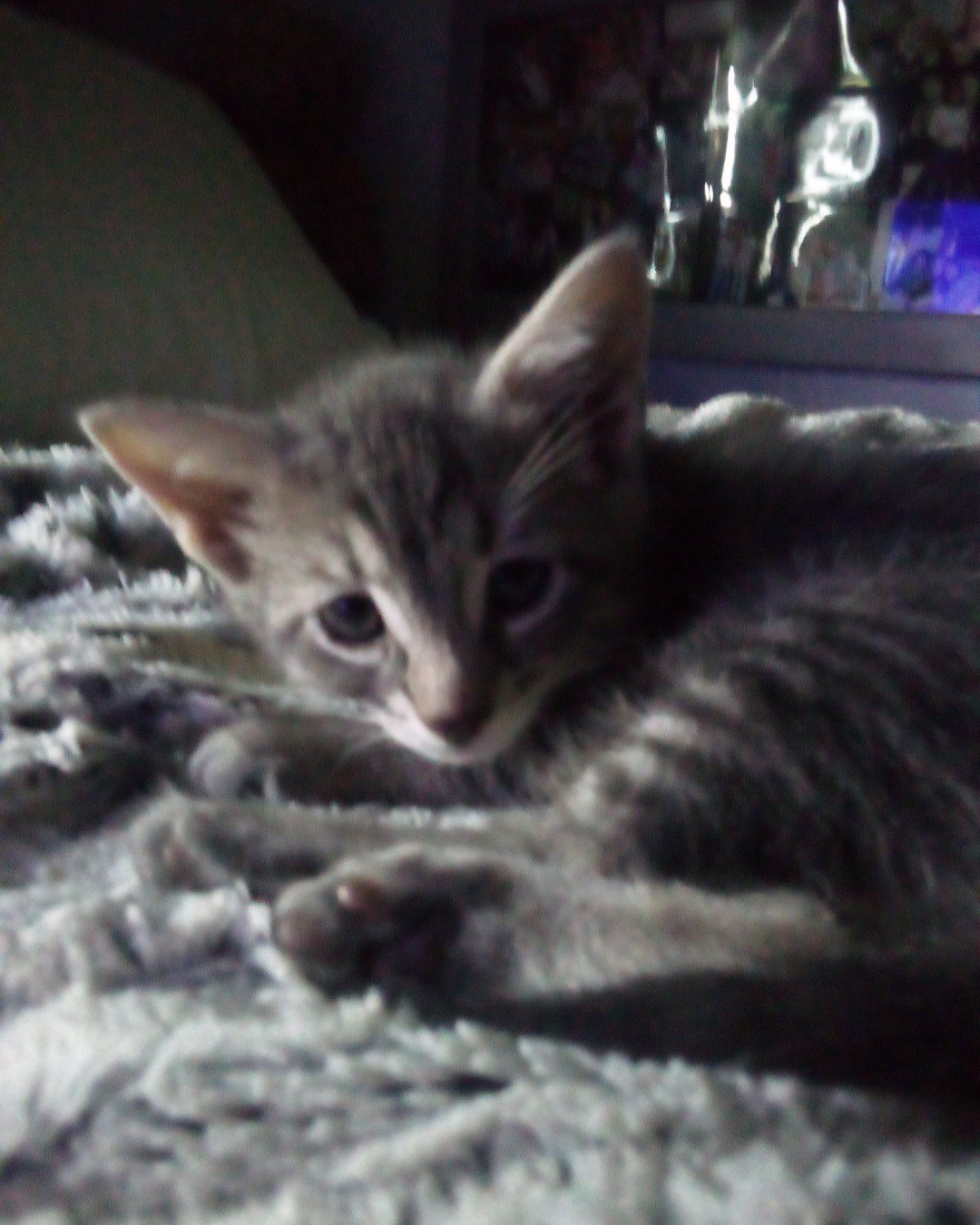 Timmy!. Cat, Kitten