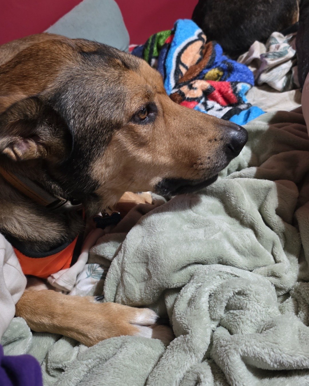 Bosco Stix the Super Mutt. Dog, Hound, Blanket, Home Decor, Linen, Laundry