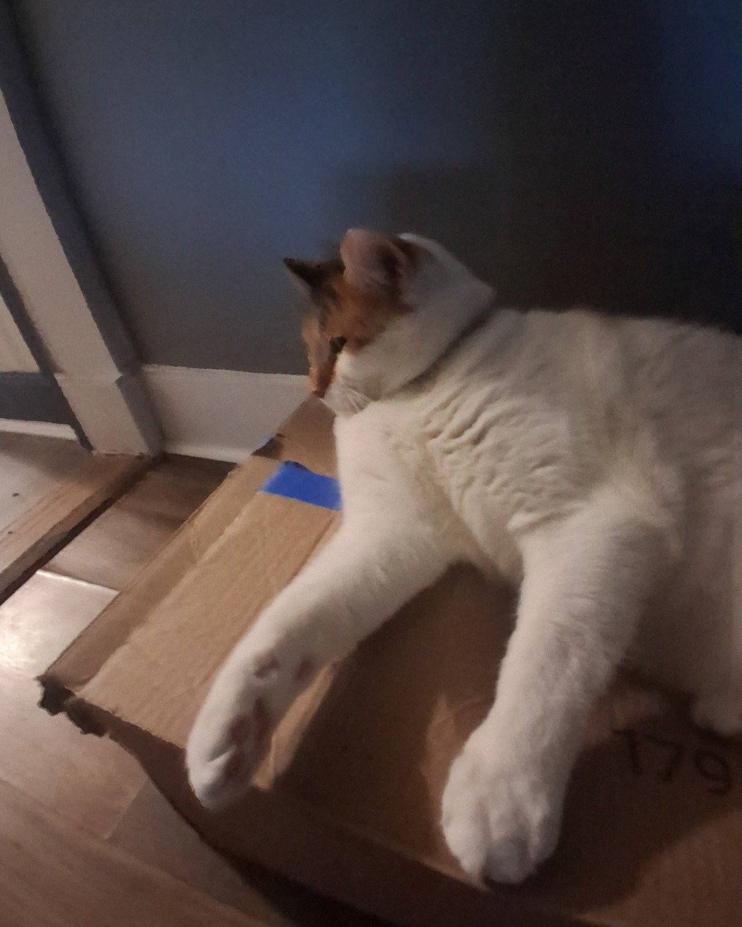 Callie the Calico maincoon. Box, Wood, Cat, Indoors, Interior Design, Hardwood