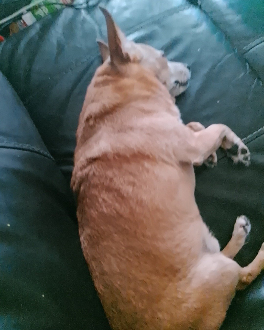 Taco the Chihuahua. Person, Sleeping, Dog, Puppy