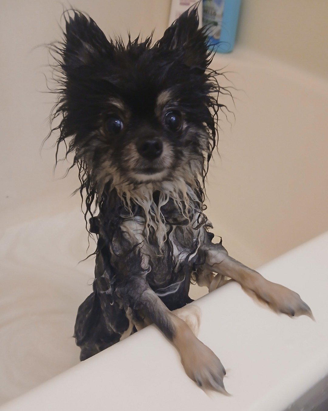 Millina Belle (Millie) the Pomeranian. Dog, Puppy, Bathing, Bathtub, Person, Tub