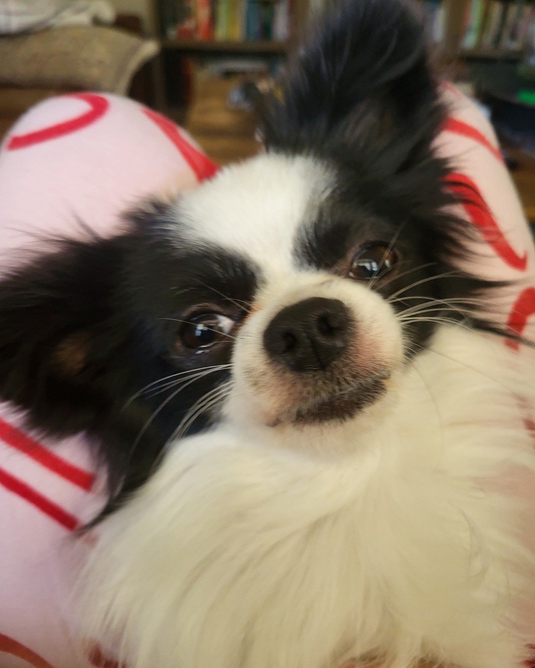 Danny the Long haired Chihuahua. Cocker Spaniel, Dog, Papillon, Puppy
