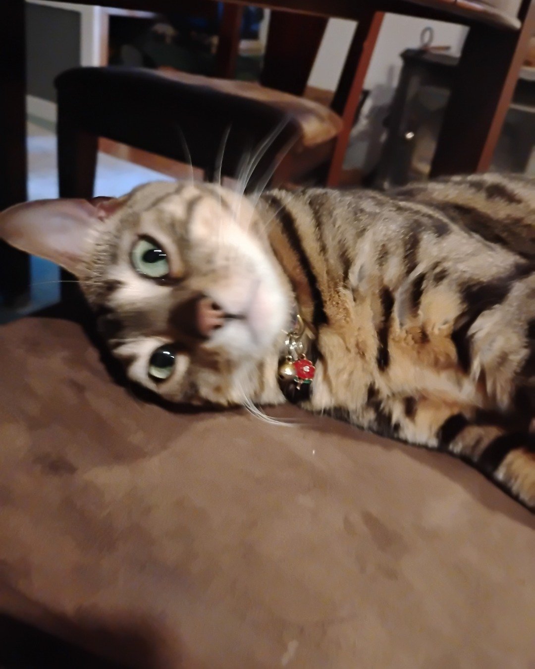 Chester. Wood, Cat, Kitten, Furniture, Chair