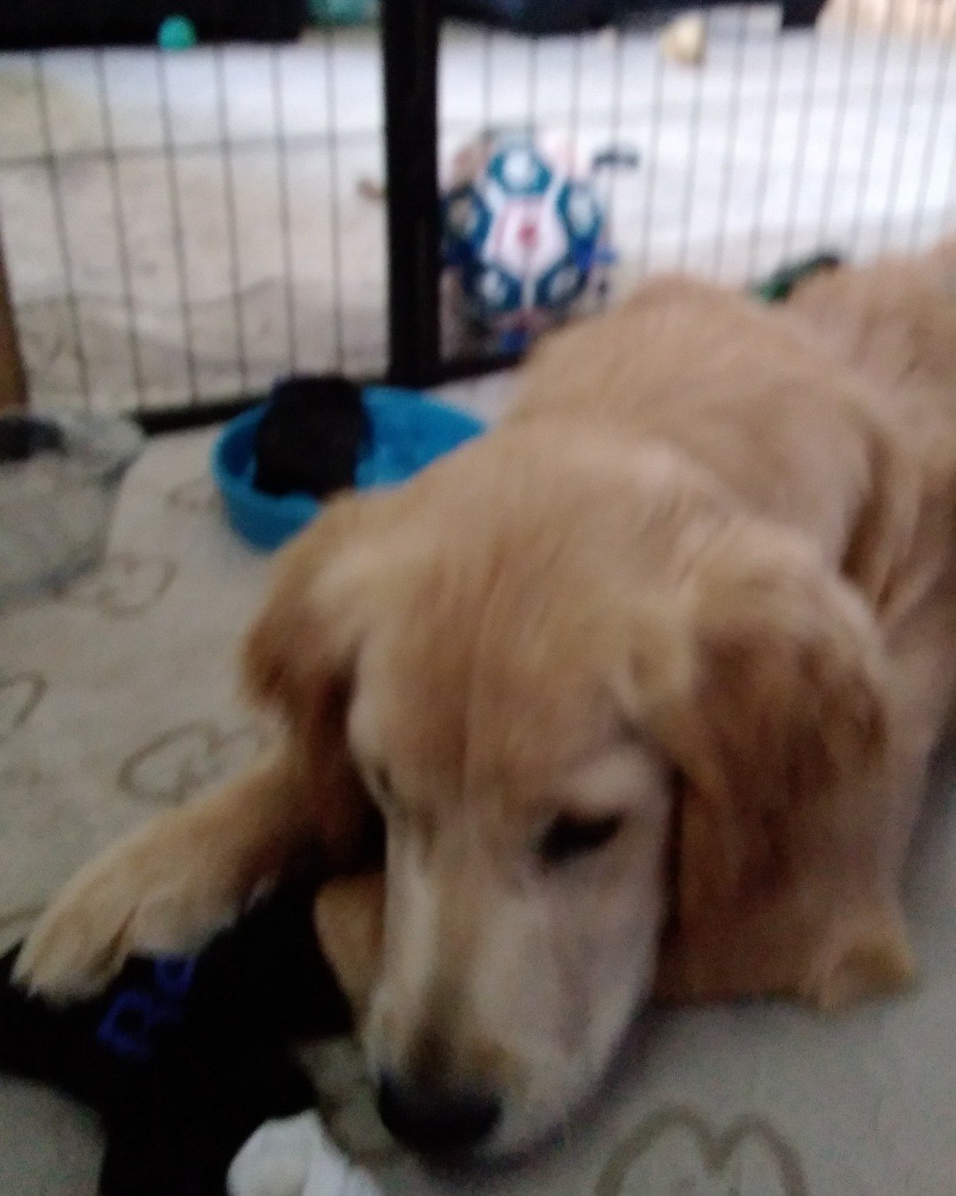 thatdogbeso the golden retriever. Dog, Puppy, Golden Retriever