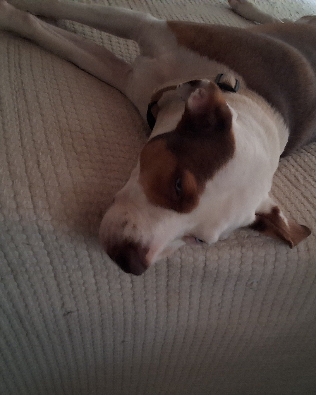 Daisy the Australian shepherd pit bull mix. Dog, Hound, Puppy, Couch, Furniture