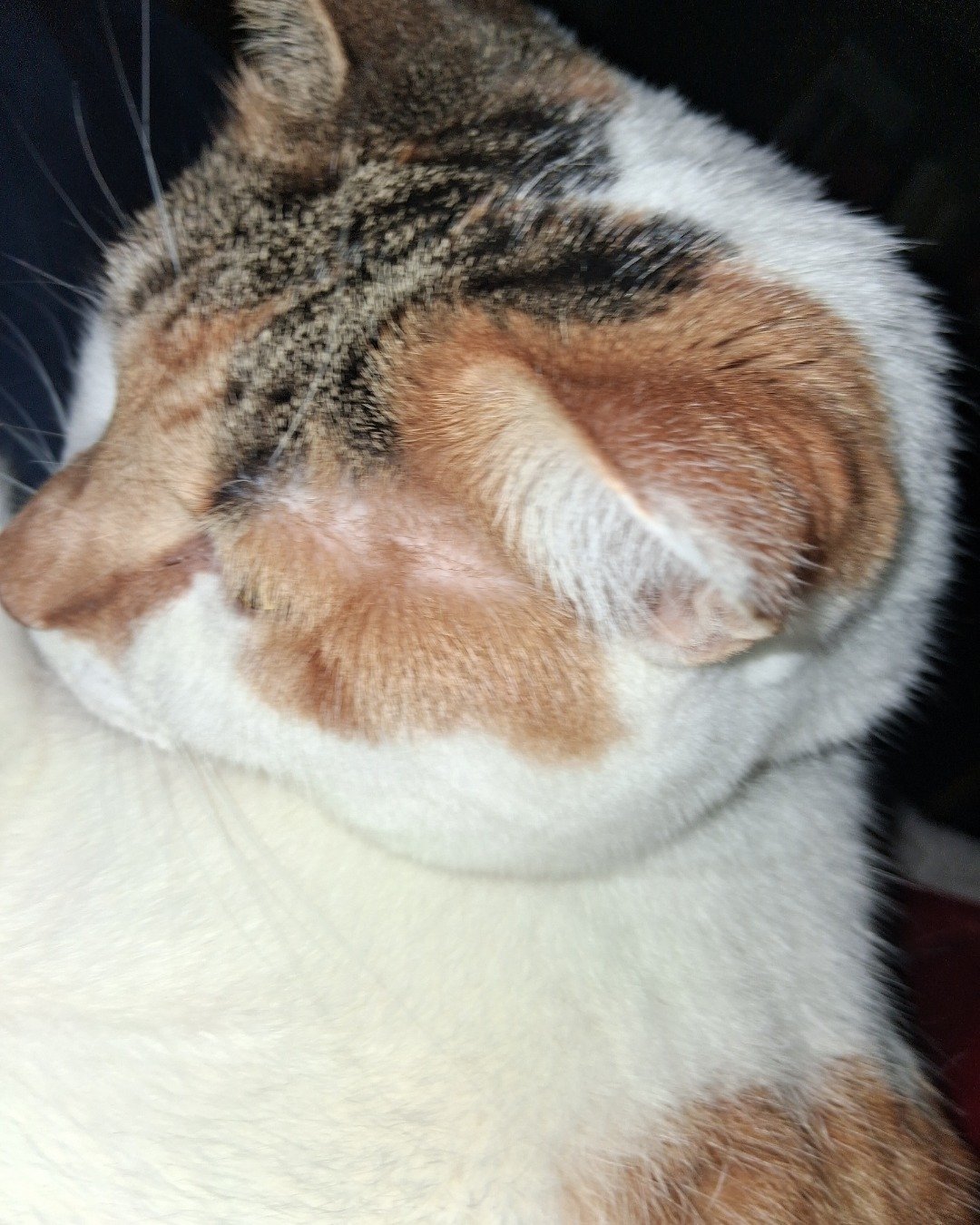 Callie the Calico maincoom. Cat, Manx, Person, Sleeping