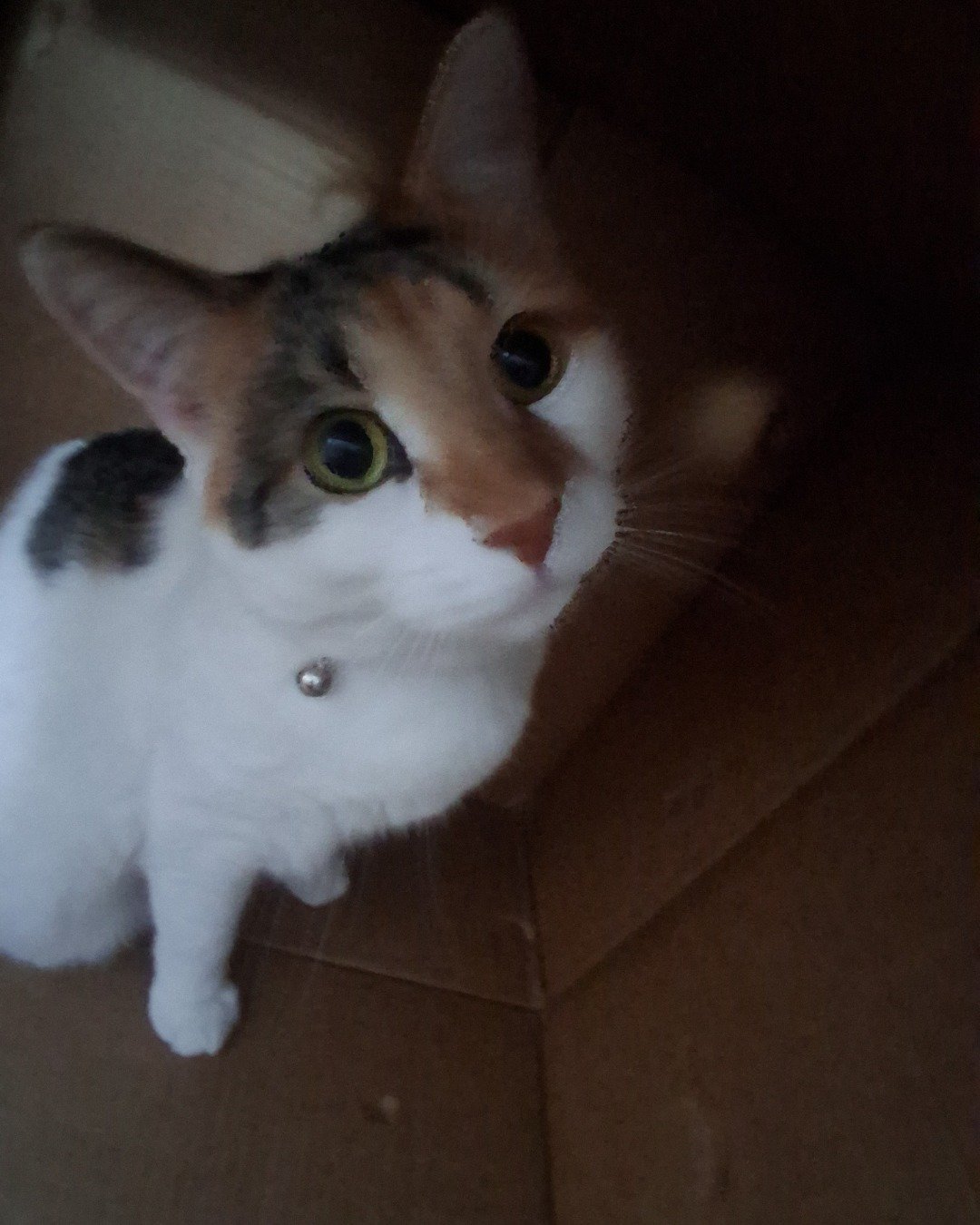 Callie the Calico maincoon. Cat, Kitten, Box