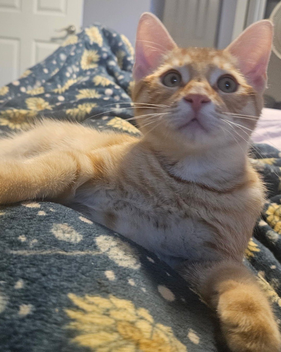 Brucey Jo. Abyssinian, Cat, Kitten, Blanket