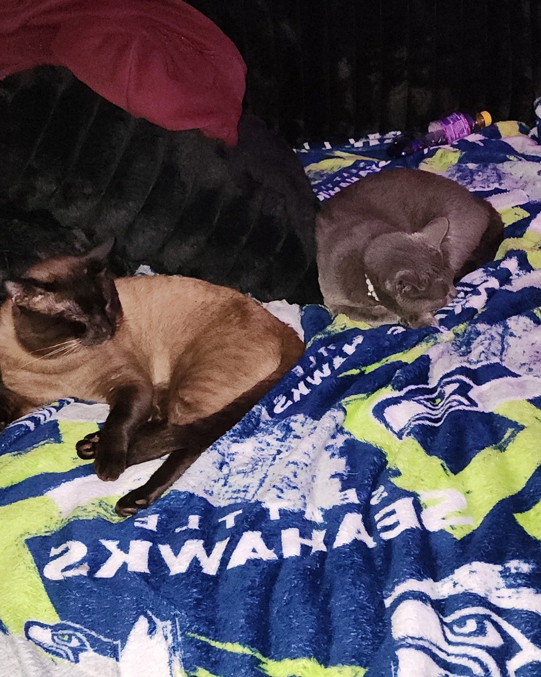 tinkerbell the blue russian. Quilt, Cat, Blanket, Furniture, Bed, Bedroom
