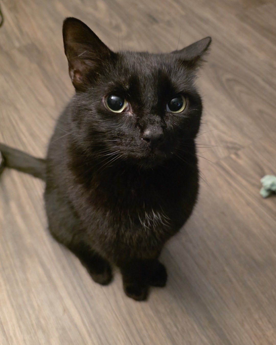 Binx Rae the Bombay Black Cat. Cat, Black Cat