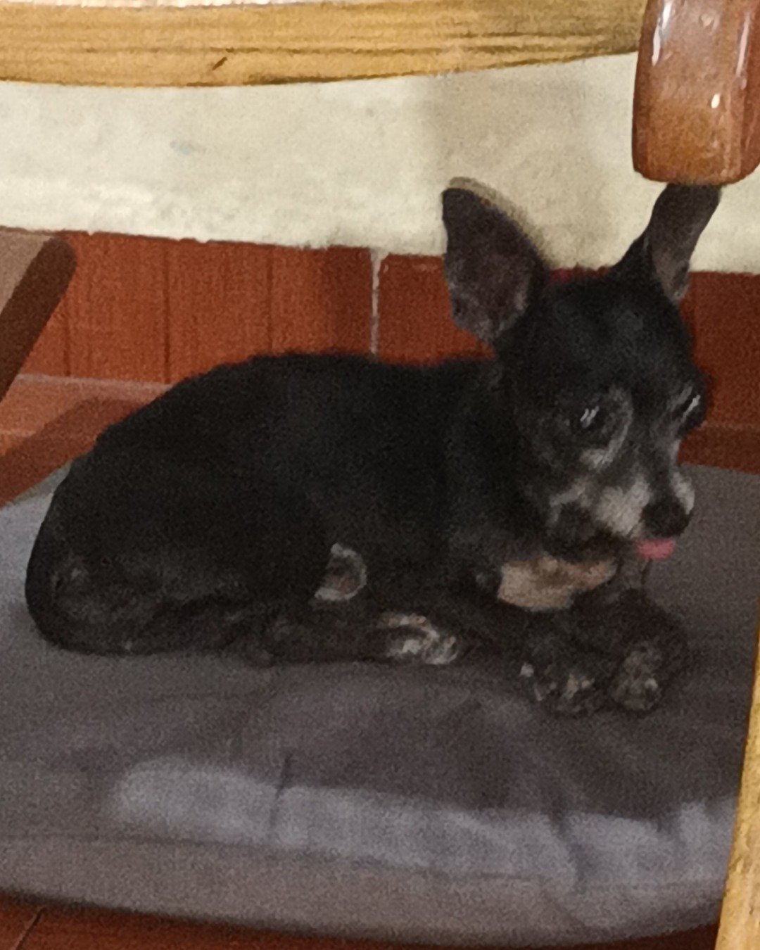 Balu the Chihuahua. Dog, Dog Bed