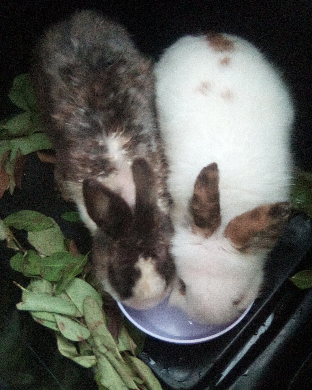 stormy and Lola bunny. Hare, Rodent, Rabbit, Leaf, Plant, Cat