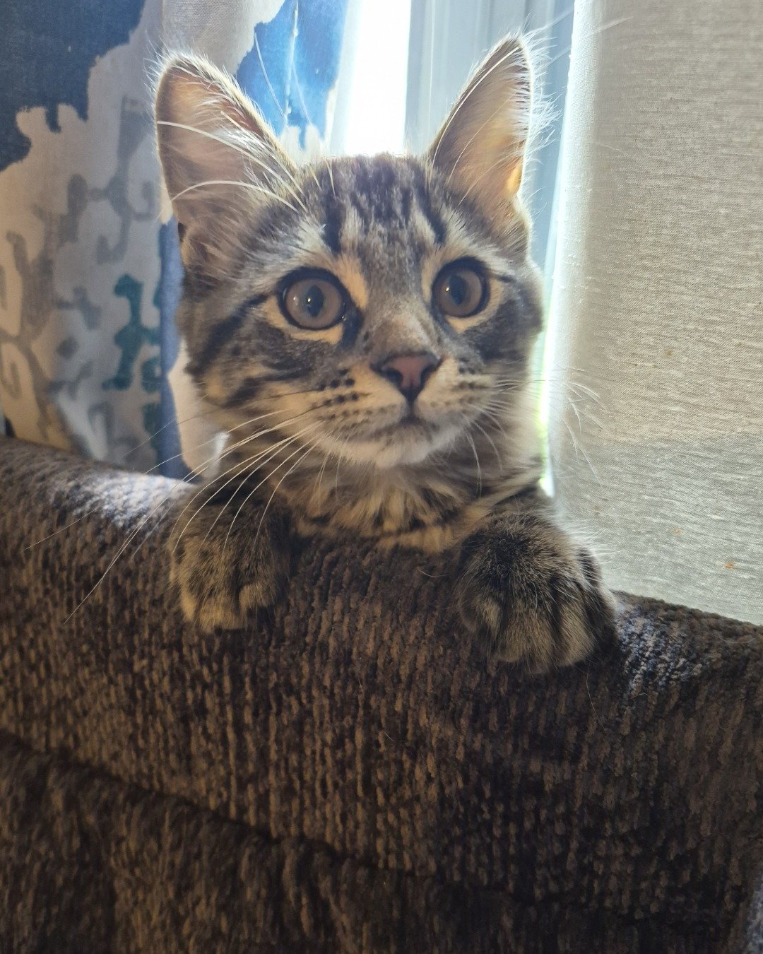 Noodle the Domestic longhair. Cat, Kitten, Couch, Furniture