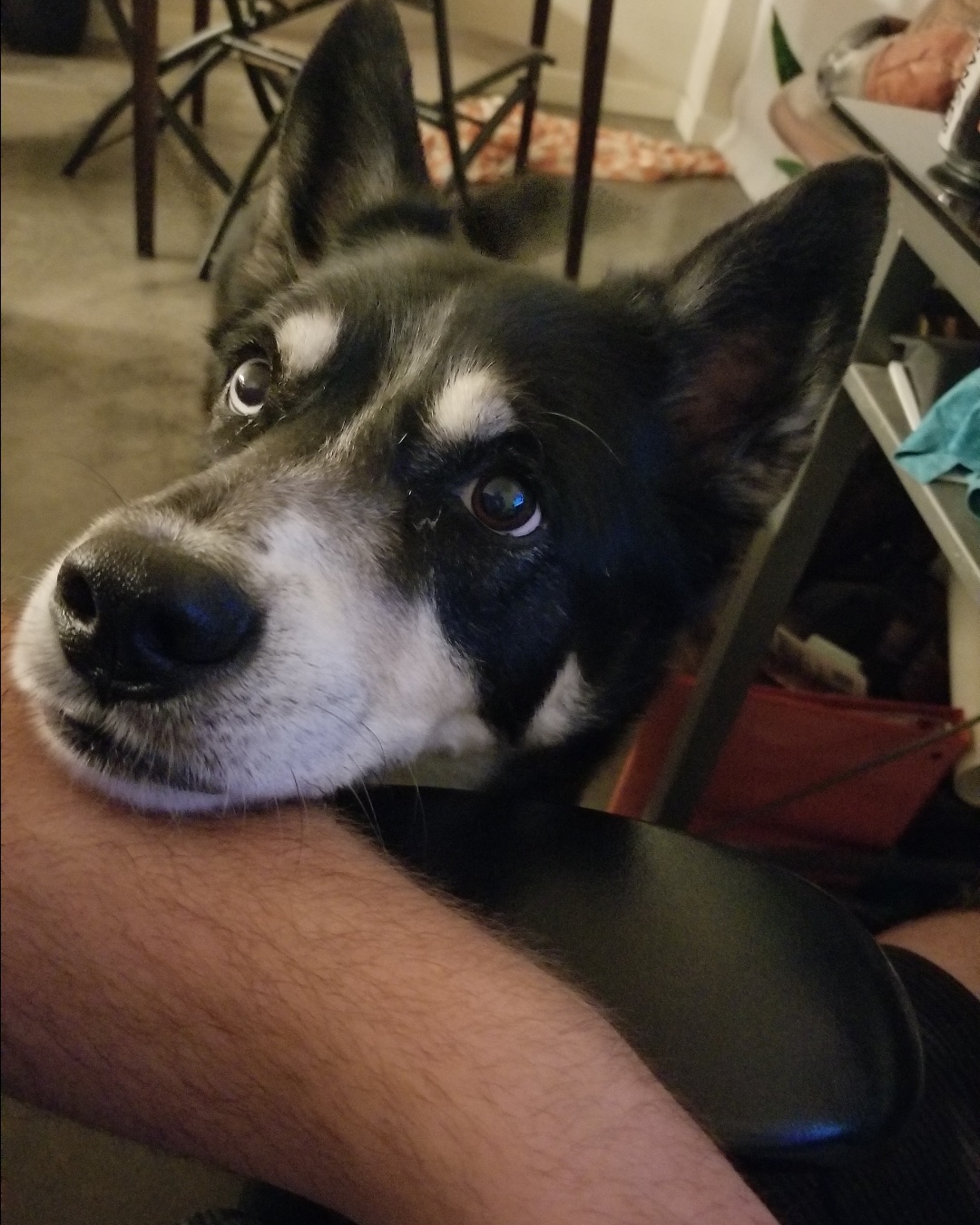 Loki the Husky Mix