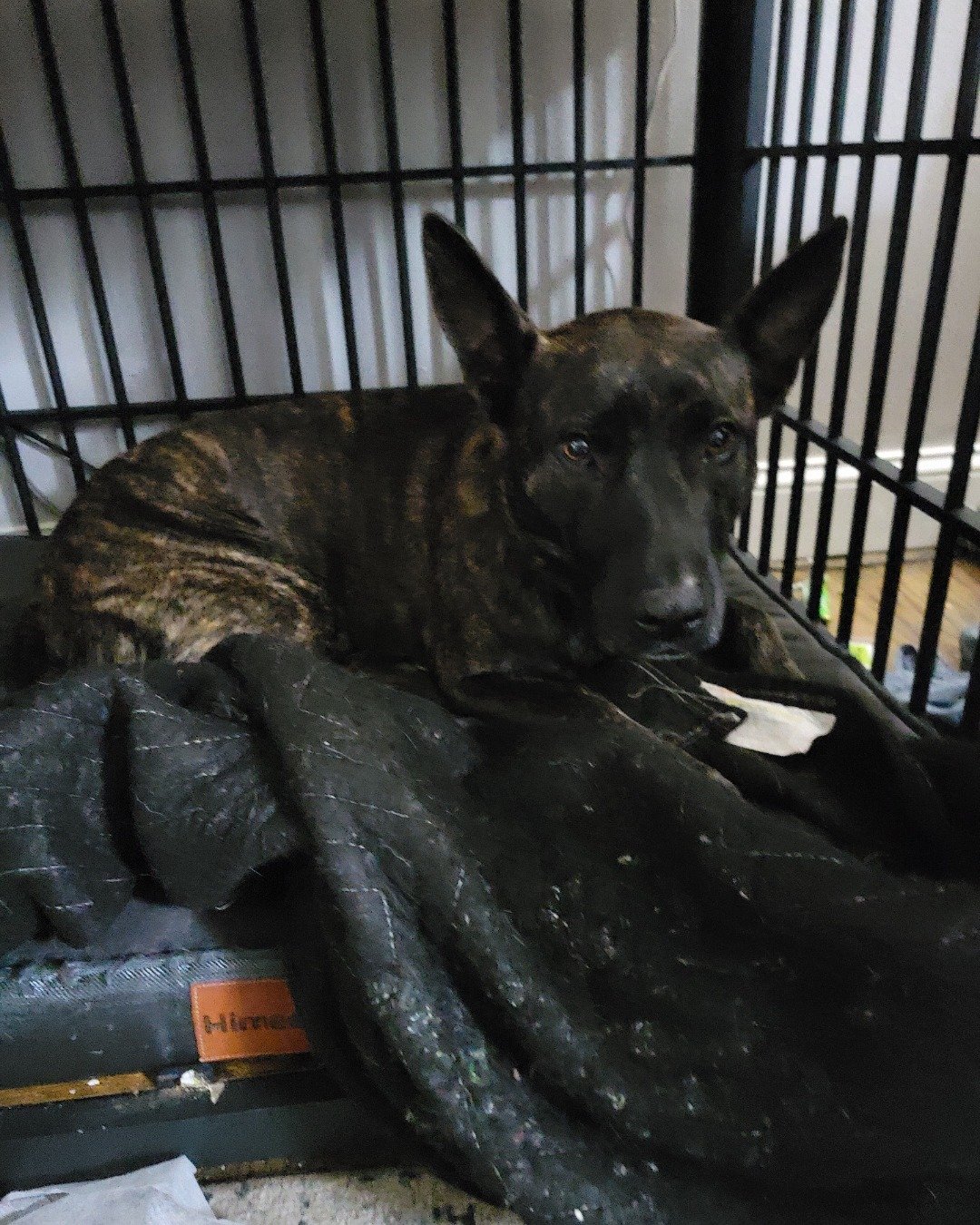 raya the Dutch shepherd. Dog