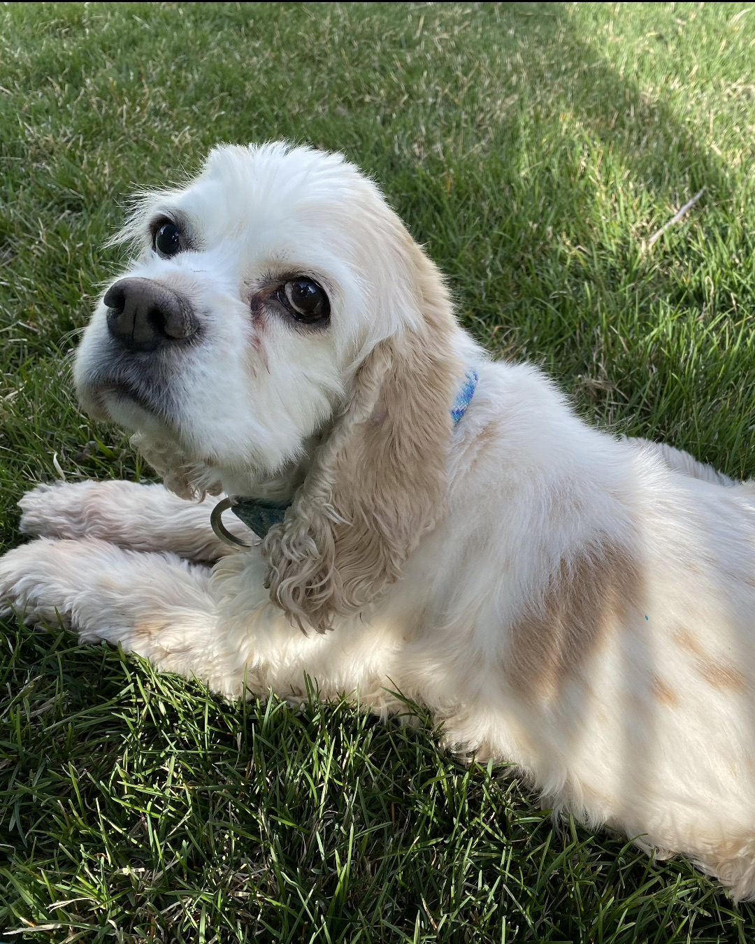 Honey the Cocker Spaniel