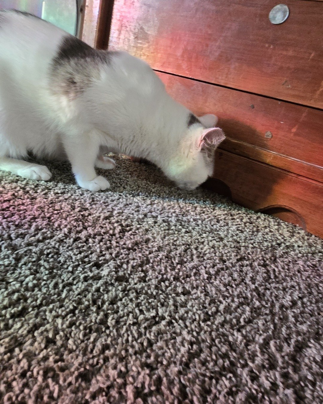 Mama's. Floor, Home Decor, Flooring, Cat, Manx, Wood