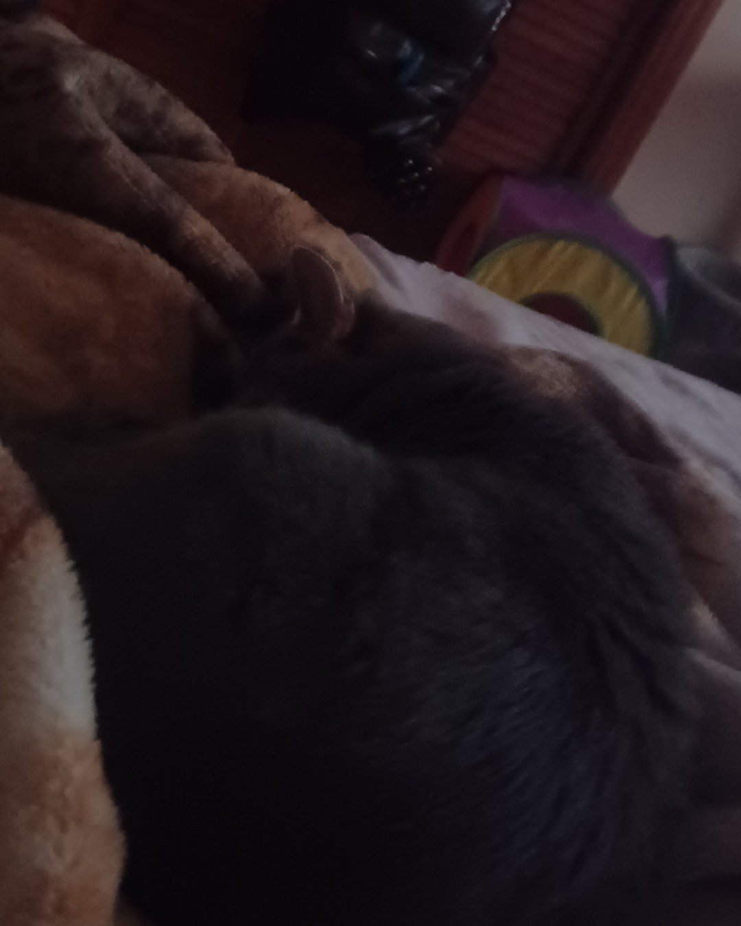 dutchess the short haired cat. Person, Sleeping, Furniture, Cat, Couch