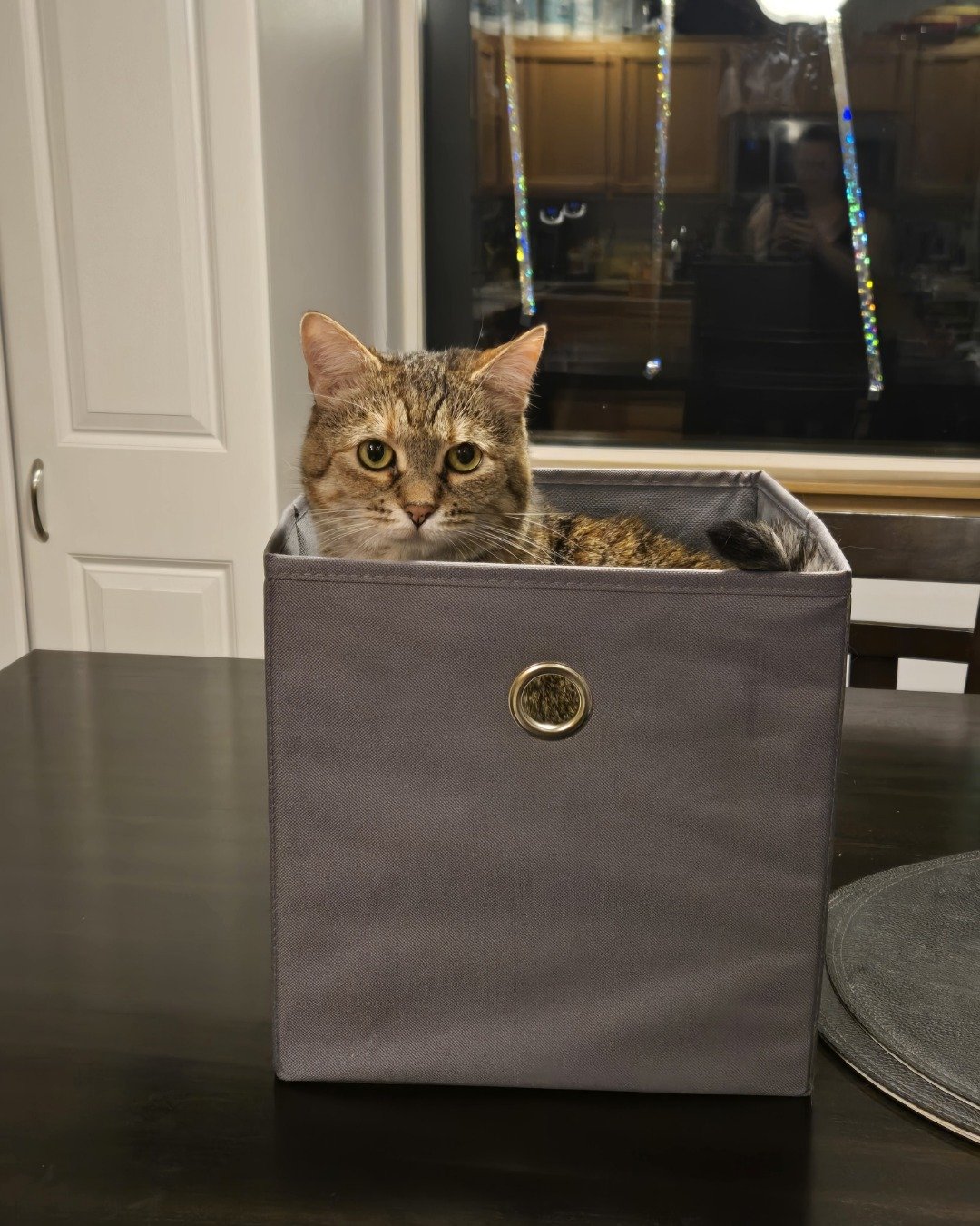 Lucy the tabby. Electrical Device, Switch, Cat, Kitten, Person