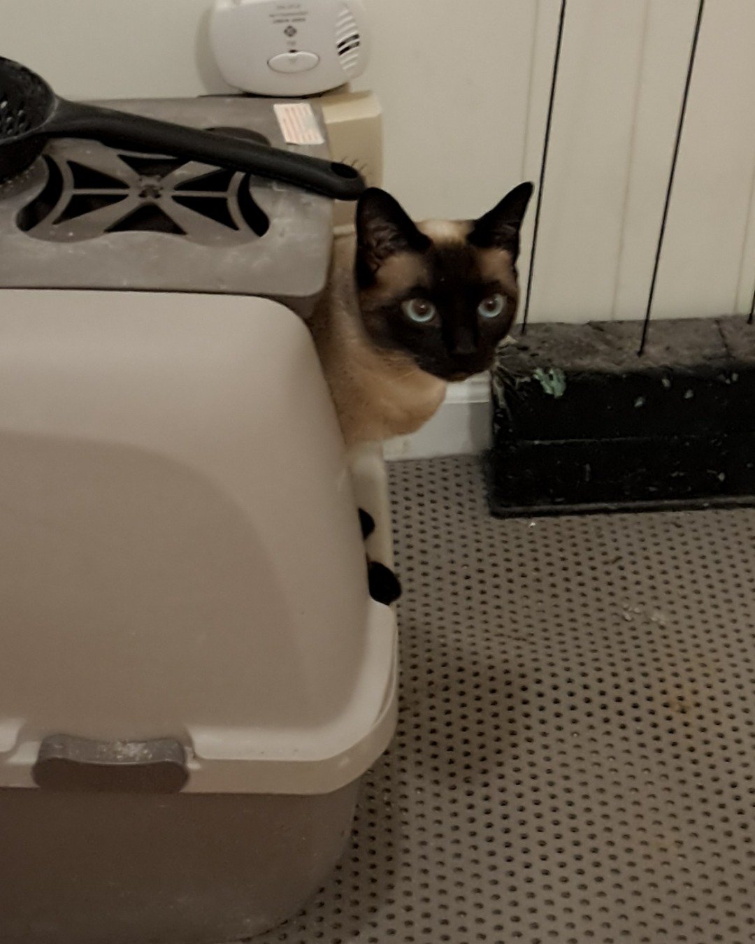 Luna🌙💫 (twin of Stella) the Siamese. Cat, Bathing, Siamese