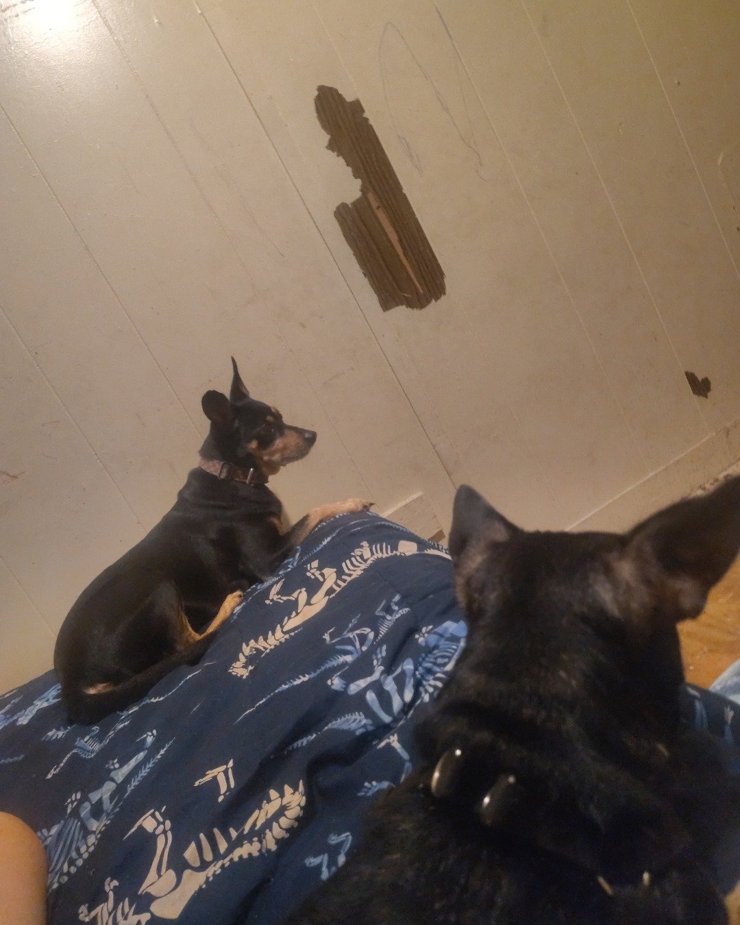 pepper the Tybee. Dog, Furniture, Puppy, Indoors, Interior Design, Bed