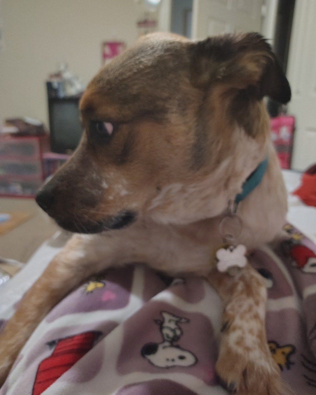 Chester the Australian Shepherd Mix. Dog, Puppy, Hound