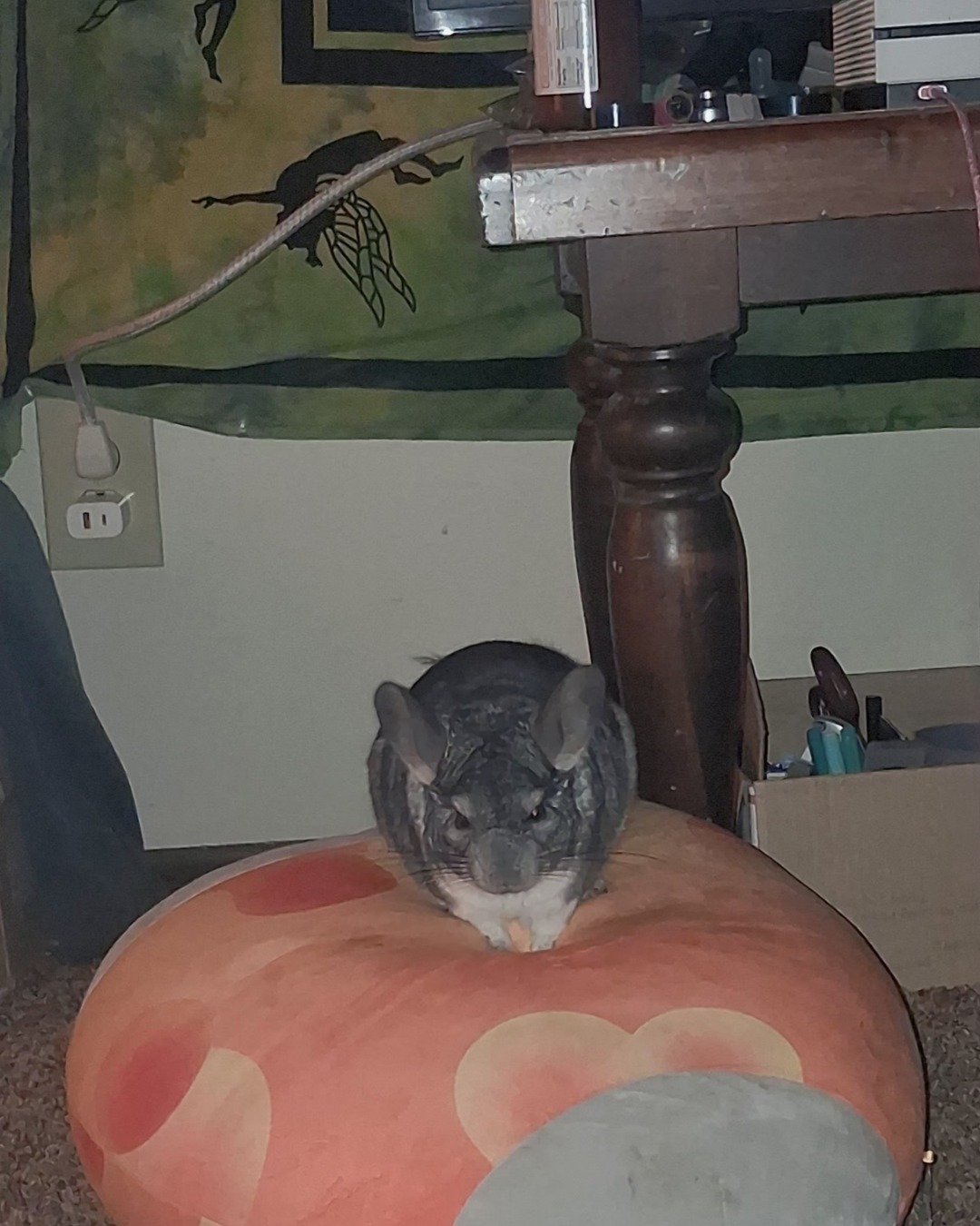 Chimmichanga the Chinchilla. Rodent, Chinchilla