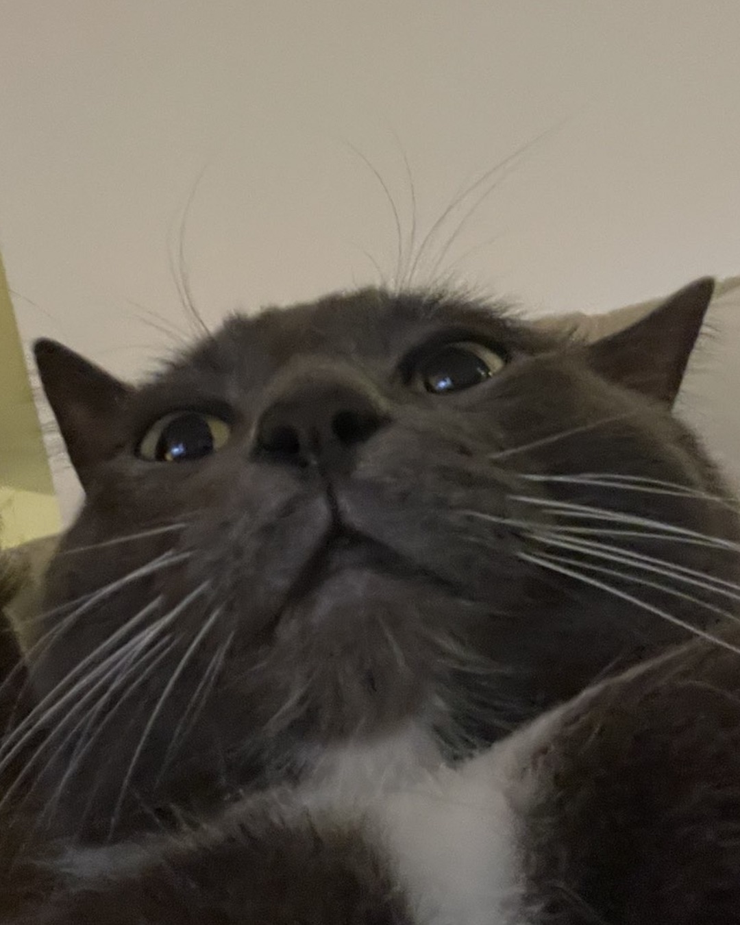 Jholote. Cat, Kitten