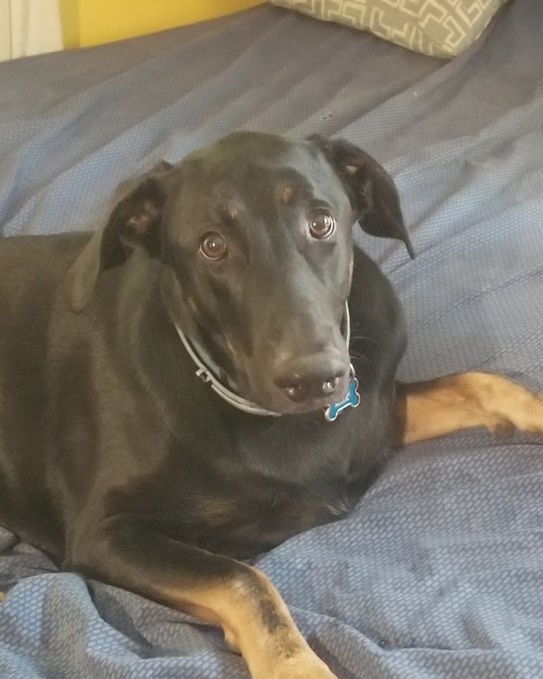 fixet the mix. Dog