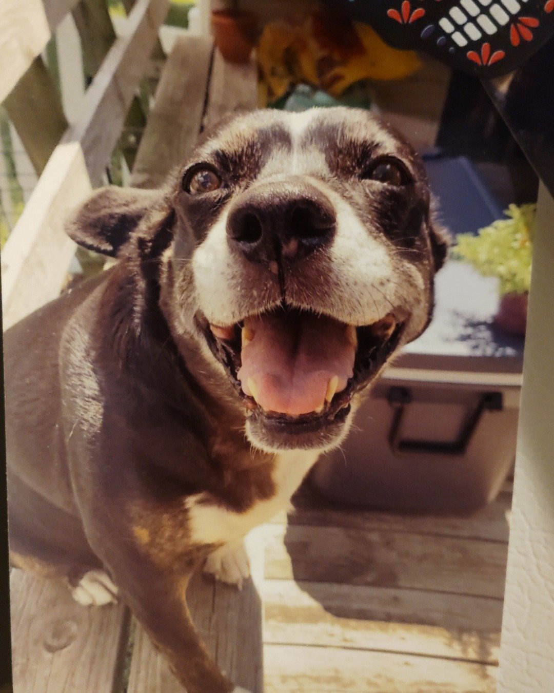 Daisy the Pitbull. Dog, Puppy, Architecture, Building, Outdoors, Shelter