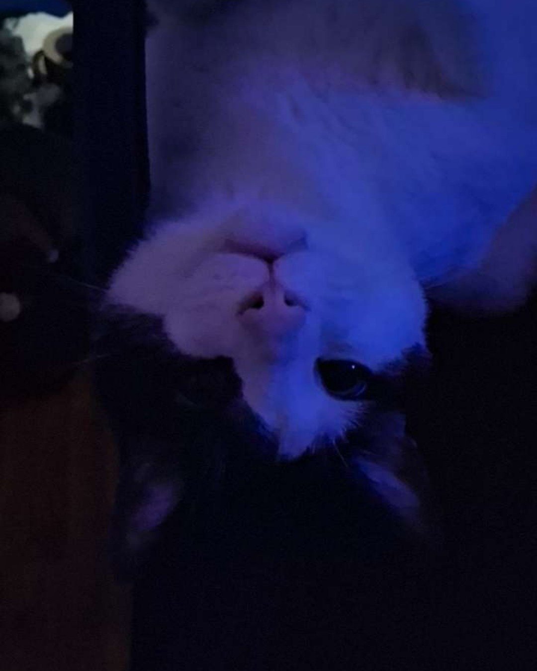 soup the Tuxedo cat. Cat, Kitten, Person