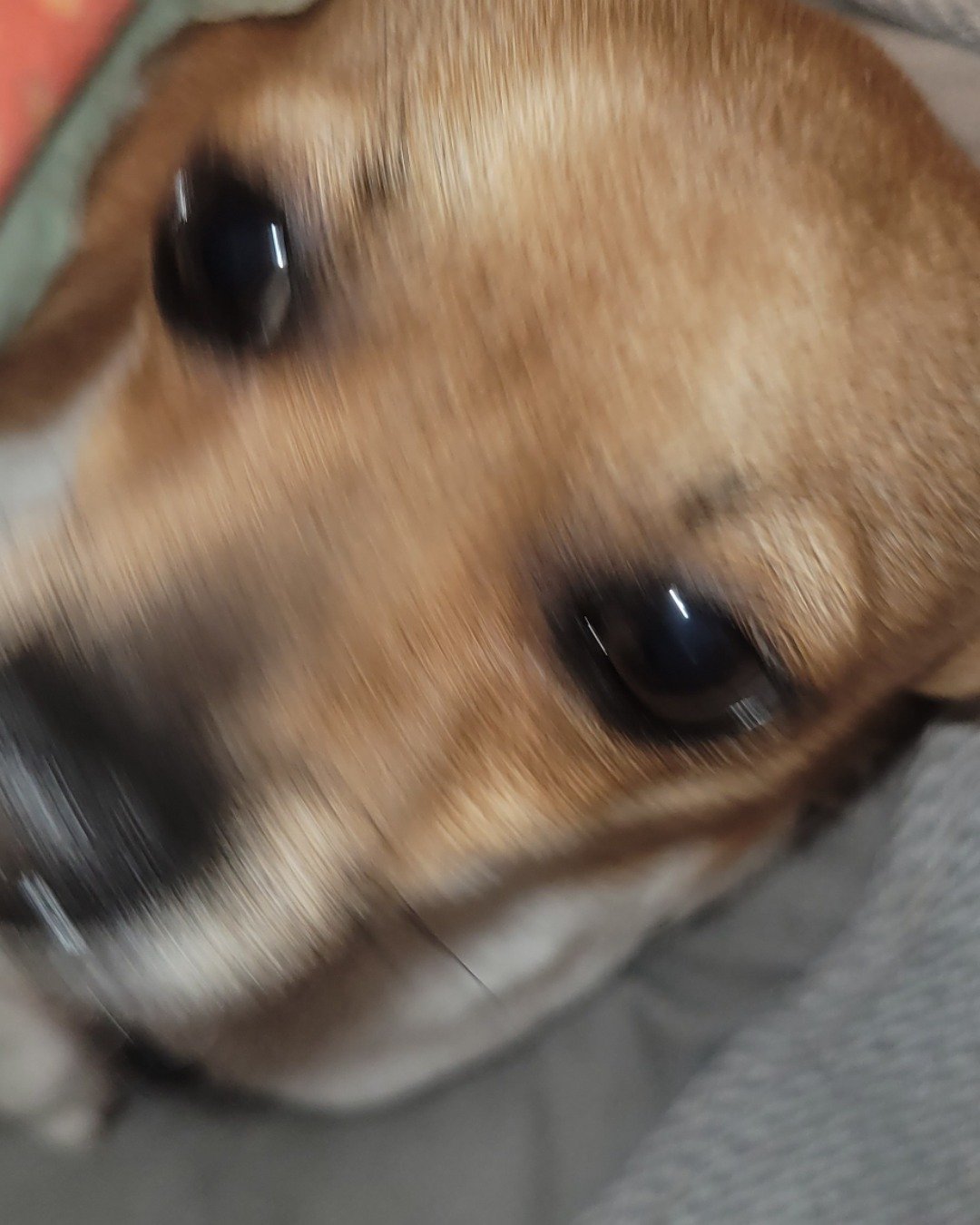 Kokito the Toy Fox Retriver. Dog, Hound, Puppy, Beagle