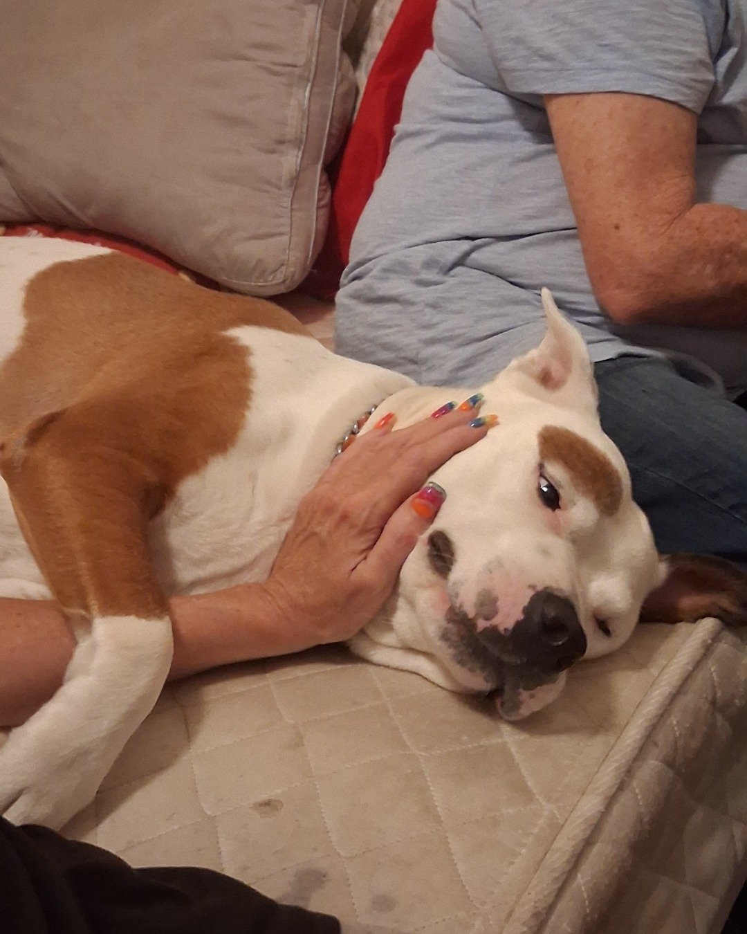 Mancho. Couch, Furniture, Cushion, Home Decor, Dog, Hound