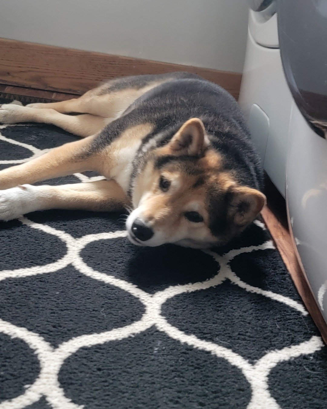 Ezra the Shiba inu. Dog, Husky, Puppy, Home Decor, Indoors, Interior Design