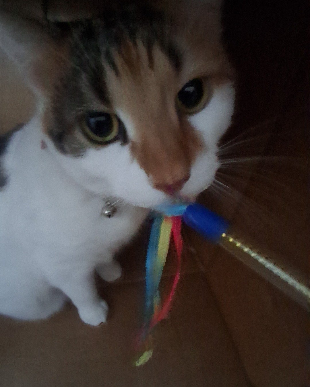 Callie the Calico maincoon. Accessories, Strap, Cat, Kitten