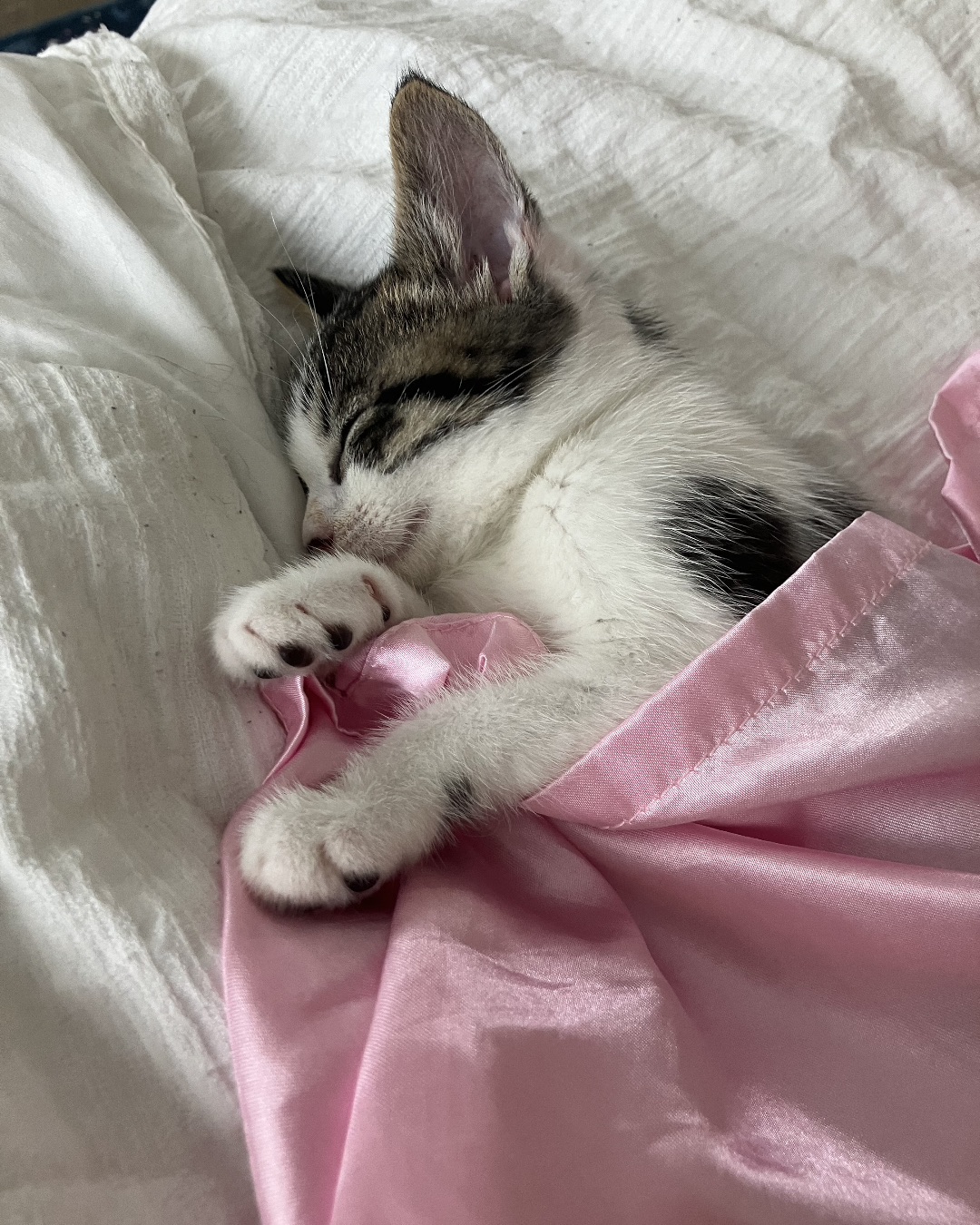 ReyRey. Cat, Kitten, Blanket, Person, Sleeping