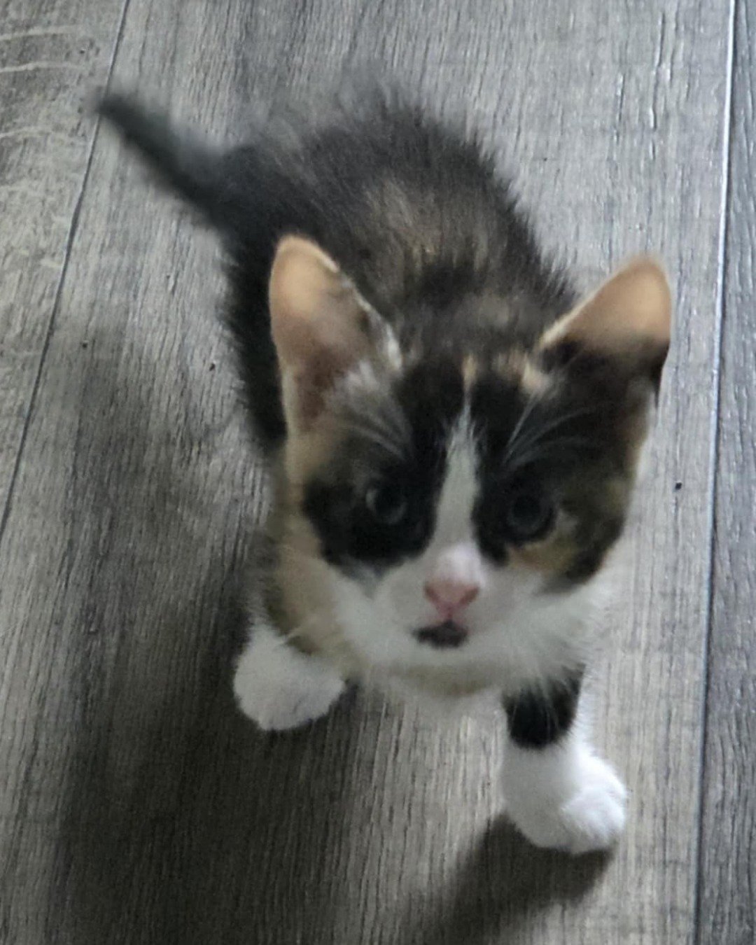 Ivy the domestic short hair. Cat, Kitten