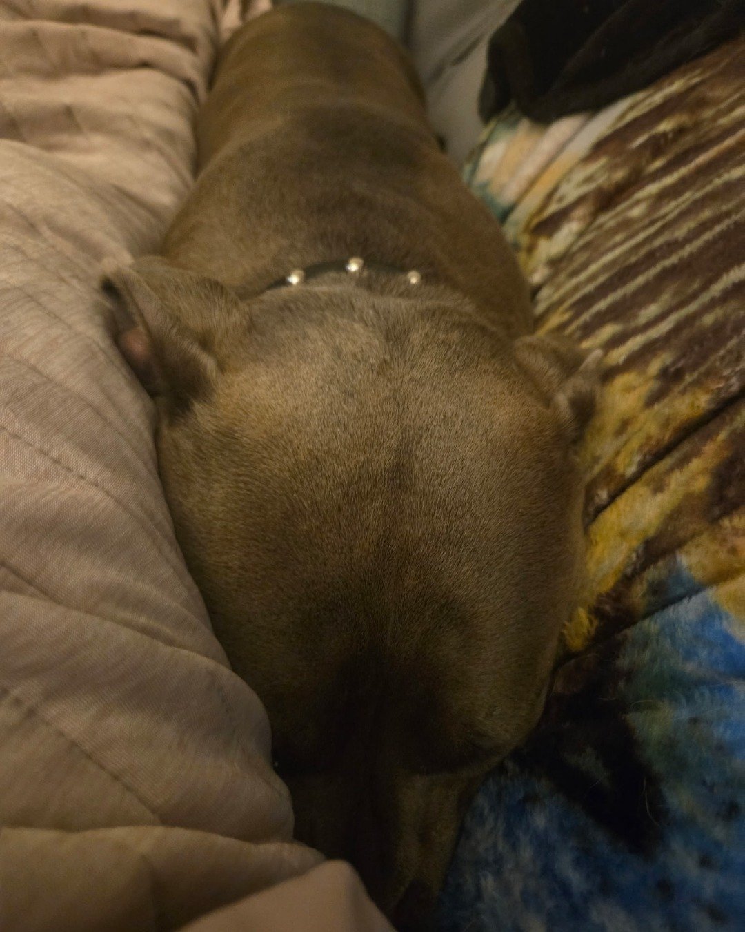violet the pitbull. Dog, Puppy, Person, Sleeping, Couch, Furniture