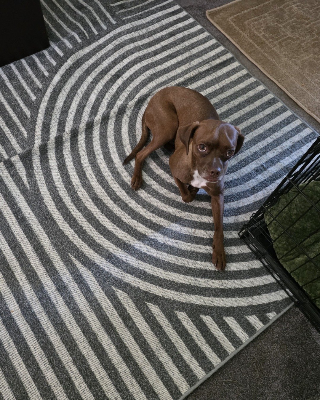 Wonka the Terrier Mix. Home Decor, Rug, Floor, Dog, Flooring, Hound