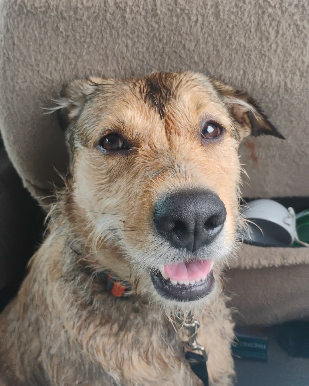 teddy bear the mutt. Dog, Hound, Cushion, Home Decor, Terrier